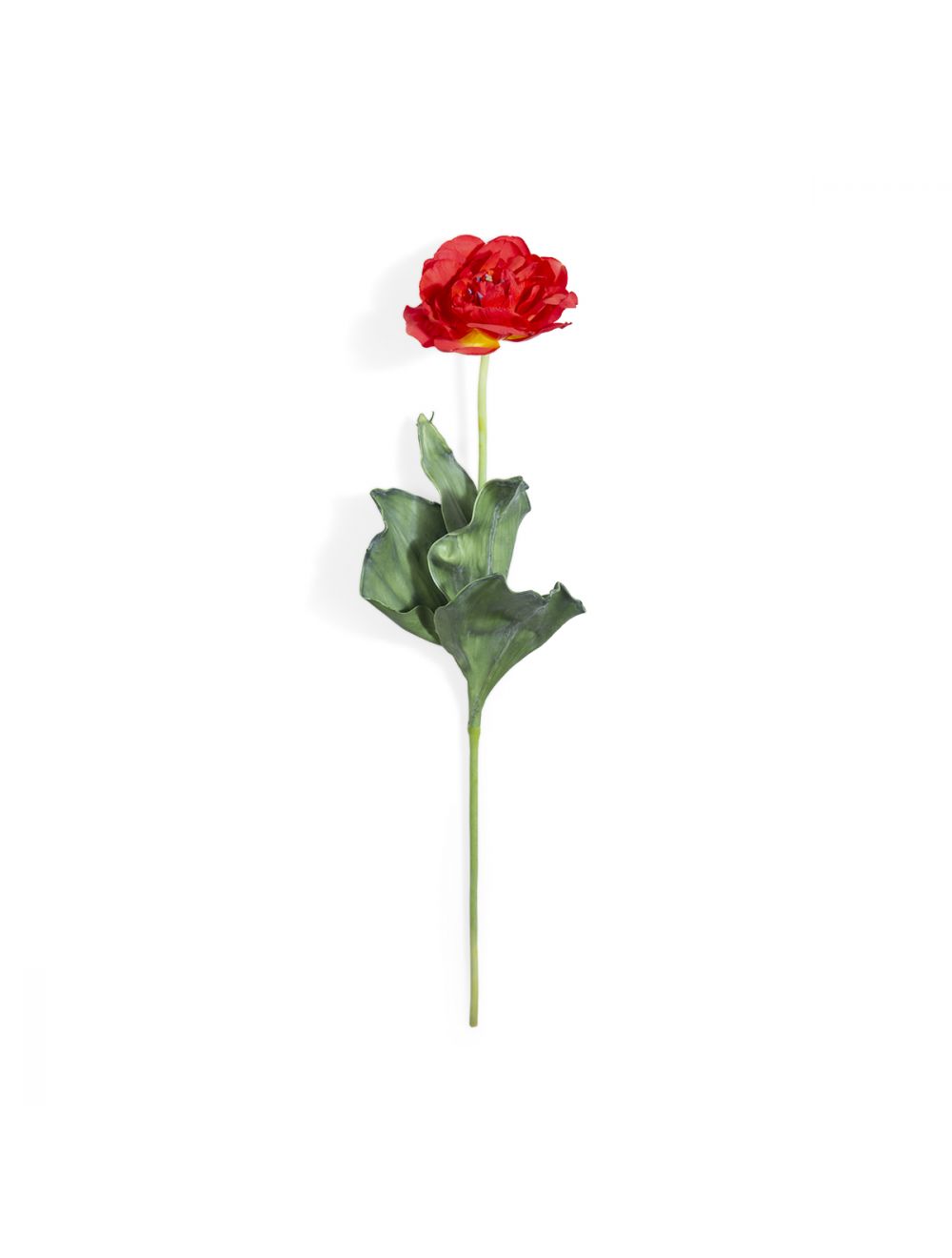Red Open Tulip Flower